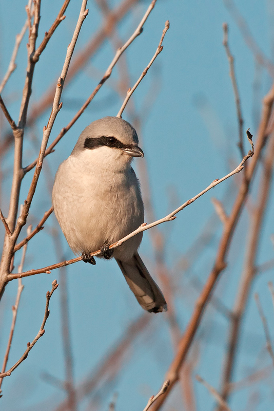 Averla maggiore - Lanius excubitor